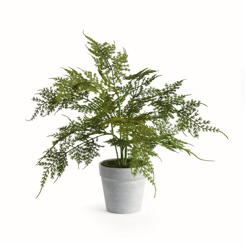 NAPA Home & Garden, PLUMOSA FERN DROP-IN 13",N4GP04