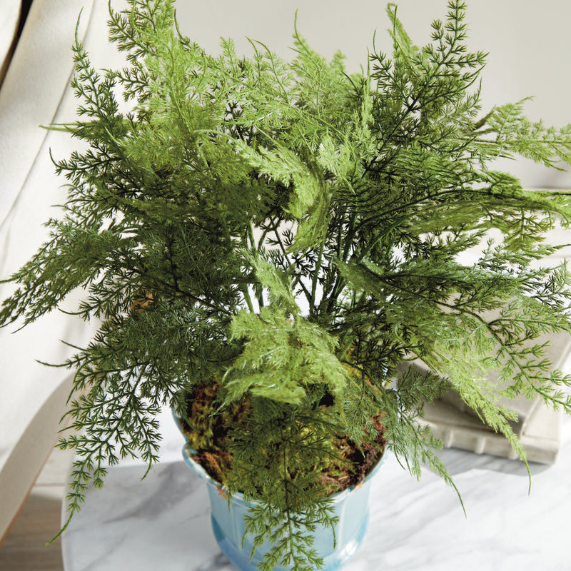 NAPA Home & Garden, PLUMOSA FERN DROP-IN 21",N4GP06