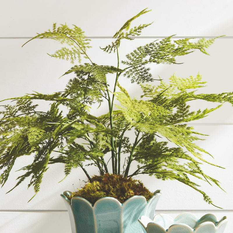 NAPA Home & Garden, PLUMOSA FERN DROP-IN 21",N4GP06