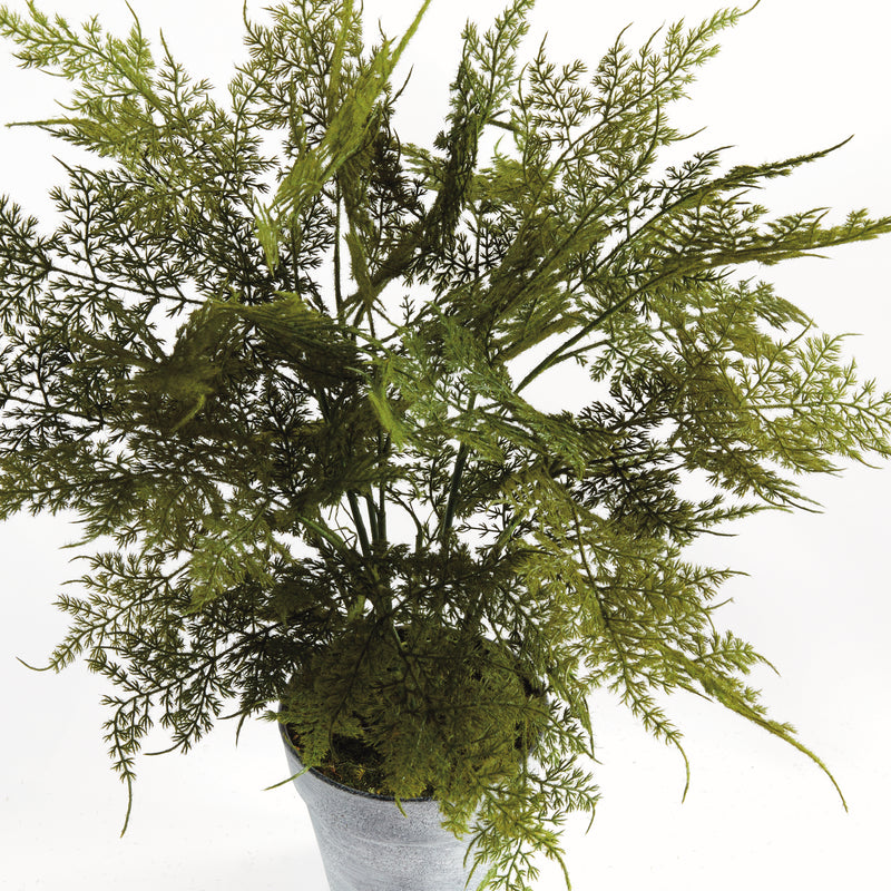 NAPA Home & Garden, PLUMOSA FERN DROP-IN 21",N4GP06