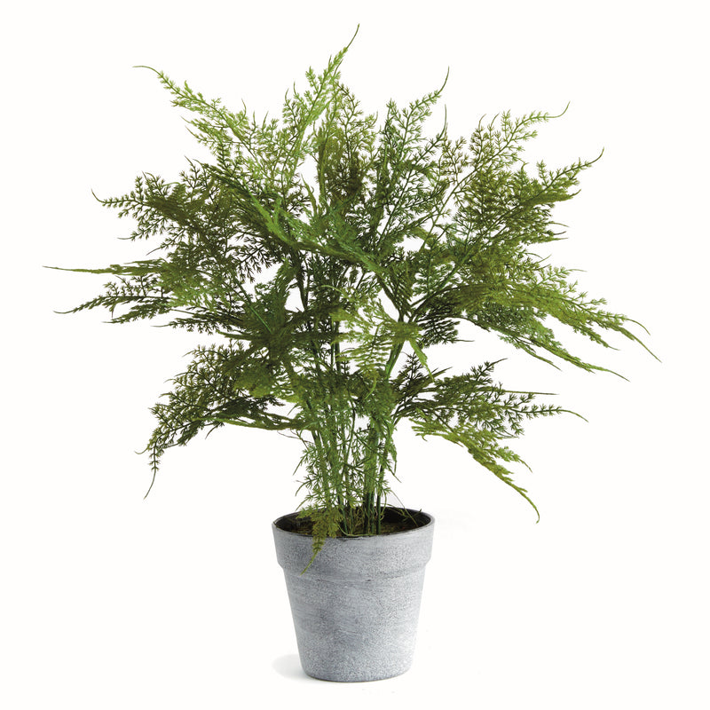 NAPA Home & Garden, PLUMOSA FERN DROP-IN 21",N4GP06