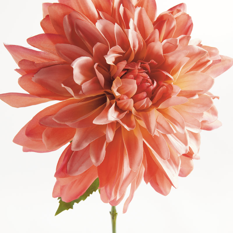 NAPA Home & Garden, DAHLIA STEM 28",N4GP07PKD