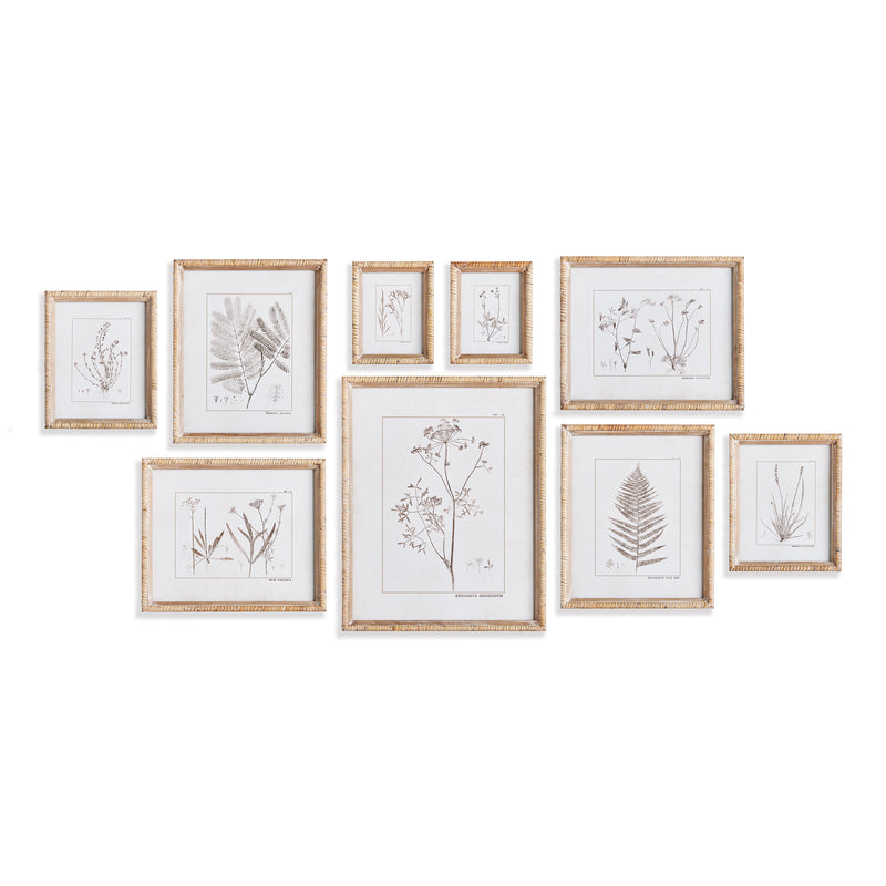 NAPA Home & Garden, BOTANICAL STUDY IN SEPIA, SET OF 9,N4NH02