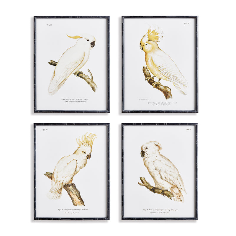 NAPA Home & Garden, PARROT STUDY IN WHITE, SET OF 4,N4NH05