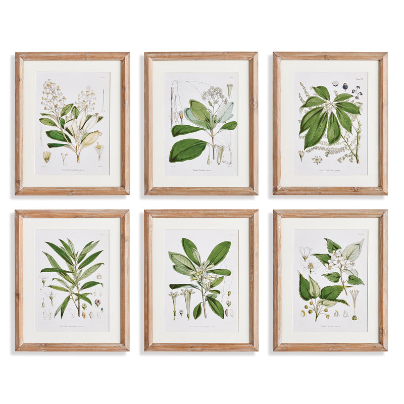 NAPA Home & Garden, CLASSIC FLOWER AND LEAF STUDY, SET OF 6,N4NH08