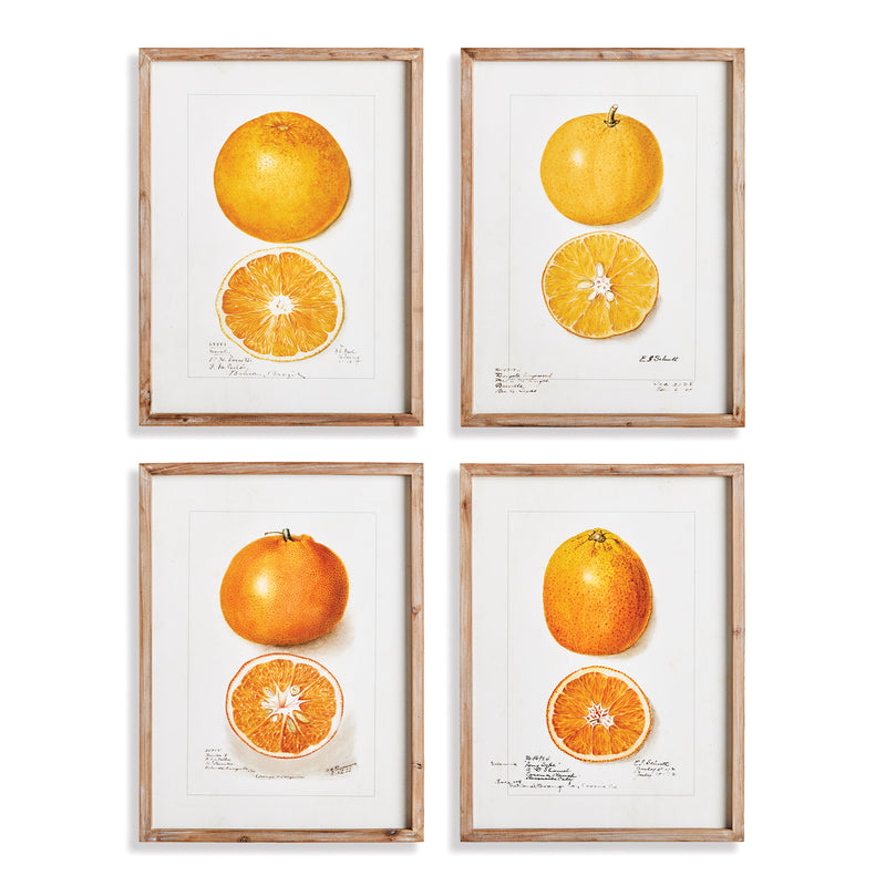 NAPA Home & Garden, CITRUS STUDY, SET OF 4,N4NH12