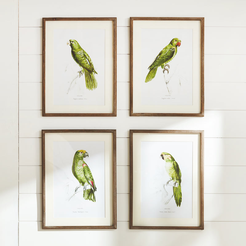 NAPA Home & Garden, PARROT ILLUSTRATIONS IN GREEN, SET OF 4,N4NH24