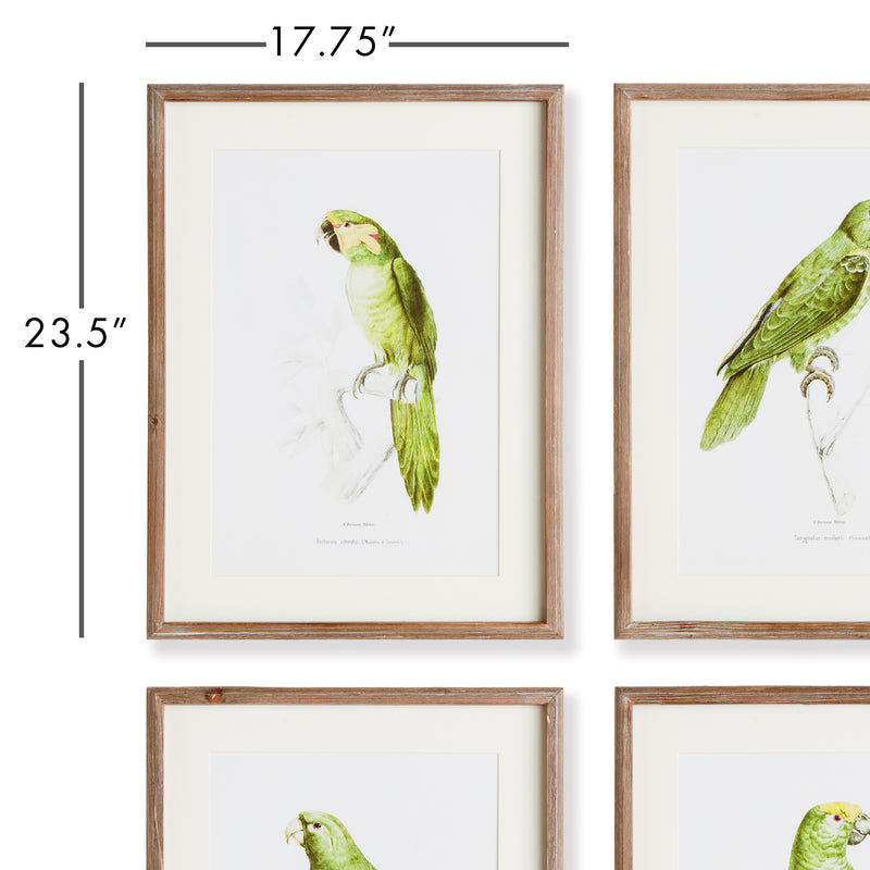 NAPA Home & Garden, PARROT ILLUSTRATIONS IN GREEN, SET OF 4,N4NH24