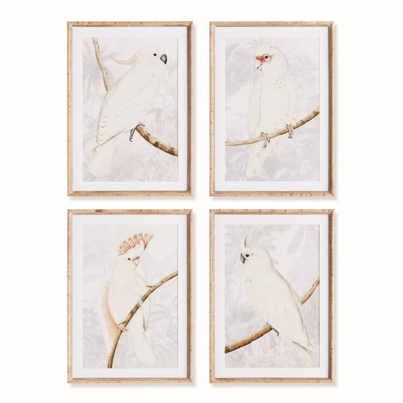 NAPA Home & Garden, WHITE COCKATOO PRINTS, SET OF 4,N4NH28