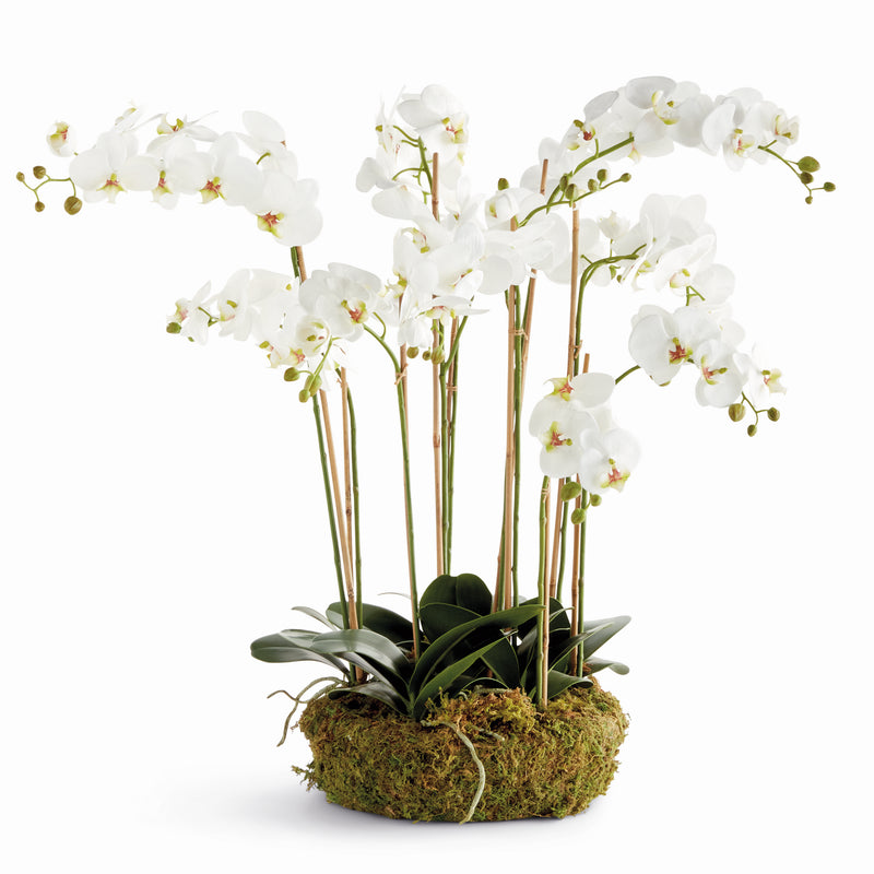 NAPA Home & Garden, PHALAENOPSIS ORCHID BOWL DROP-IN 35",N5CC31WH