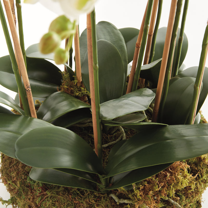 NAPA Home & Garden, PHALAENOPSIS ORCHID BOWL DROP-IN 35",N5CC31WH