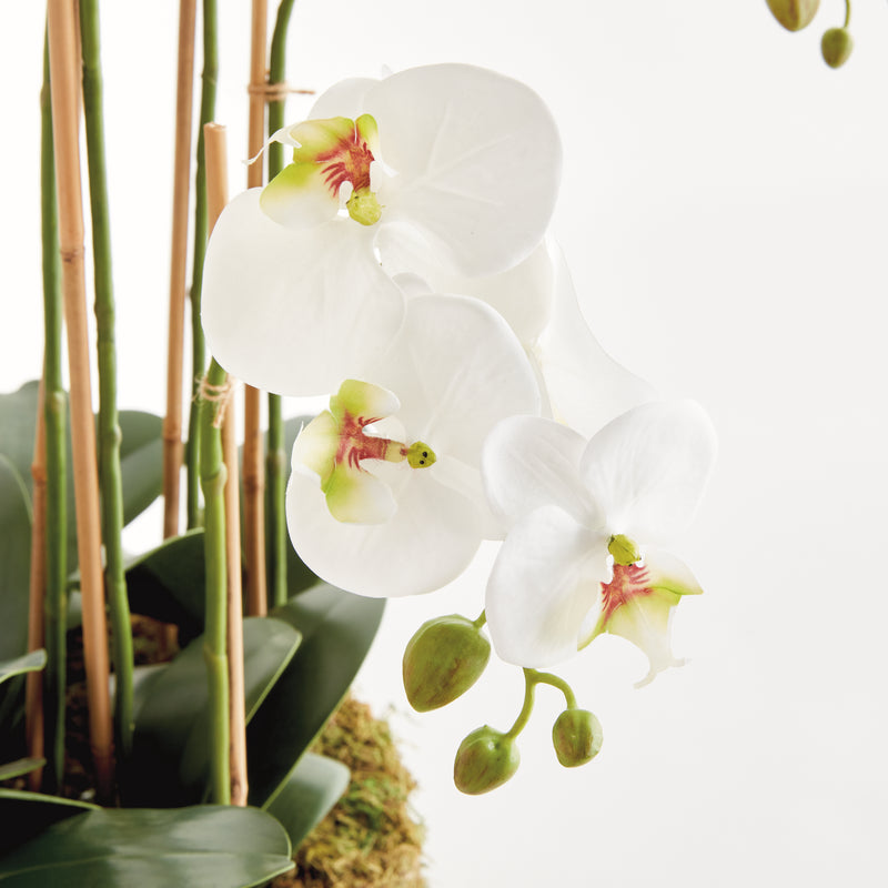 NAPA Home & Garden, PHALAENOPSIS ORCHID BOWL DROP-IN 35",N5CC31WH