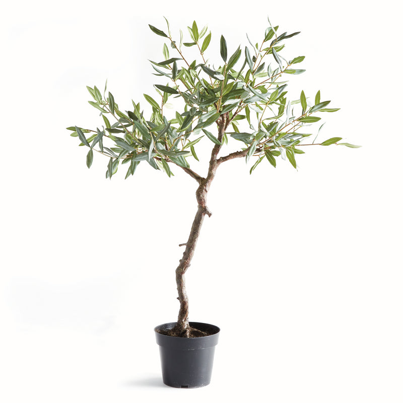 NAPA Home & Garden, OLIVE TREE DROP-IN 40",N5CC32