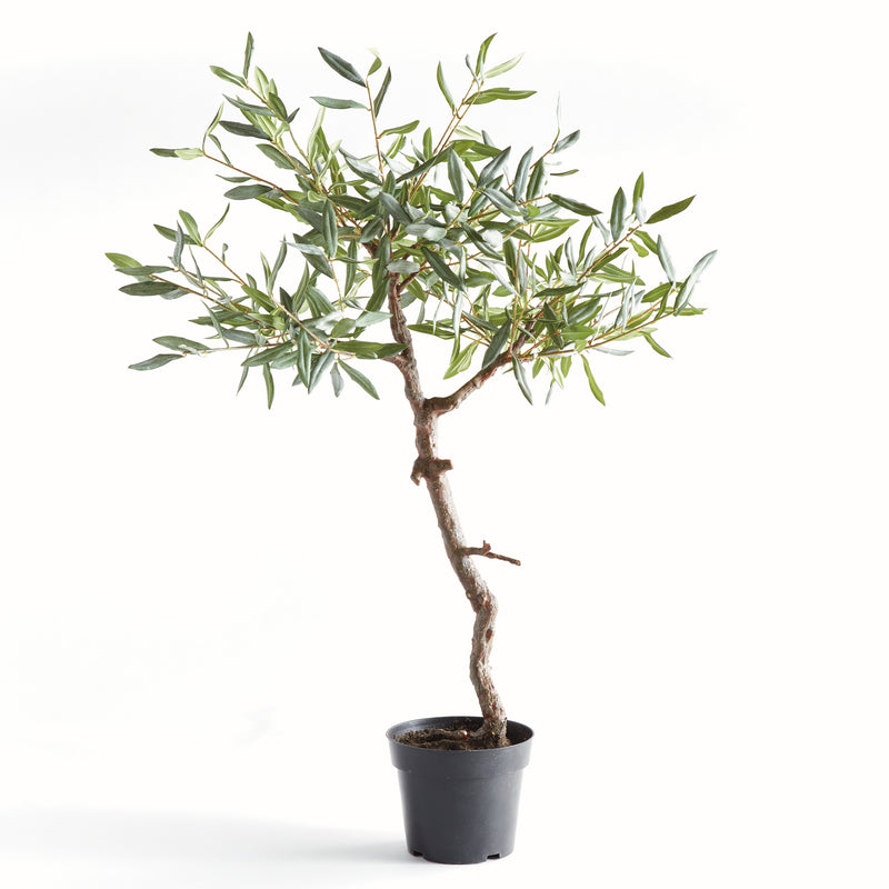 NAPA Home & Garden, OLIVE TREE DROP-IN 40",N5CC32