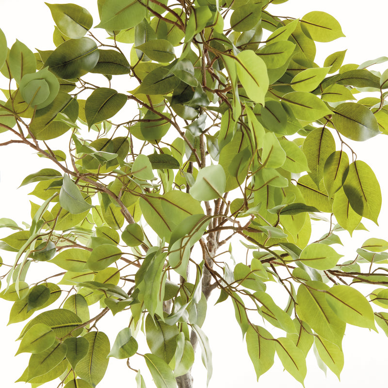 NAPA Home & Garden, FICUS TREE DROP-IN 51",N5CC33