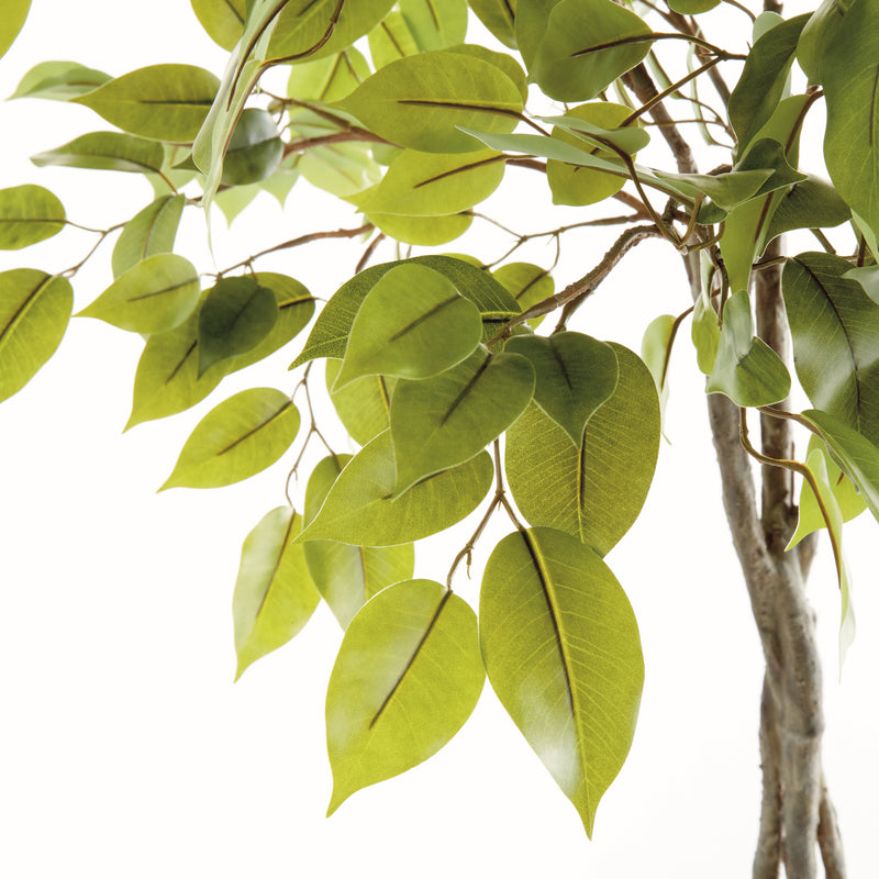 NAPA Home & Garden, FICUS TREE DROP-IN 51",N5CC33