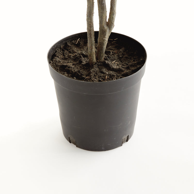 NAPA Home & Garden, FICUS TREE DROP-IN 51",N5CC33