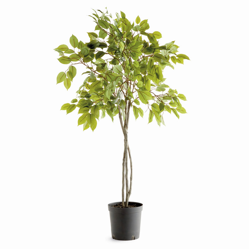 NAPA Home & Garden, FICUS TREE DROP-IN 51",N5CC33