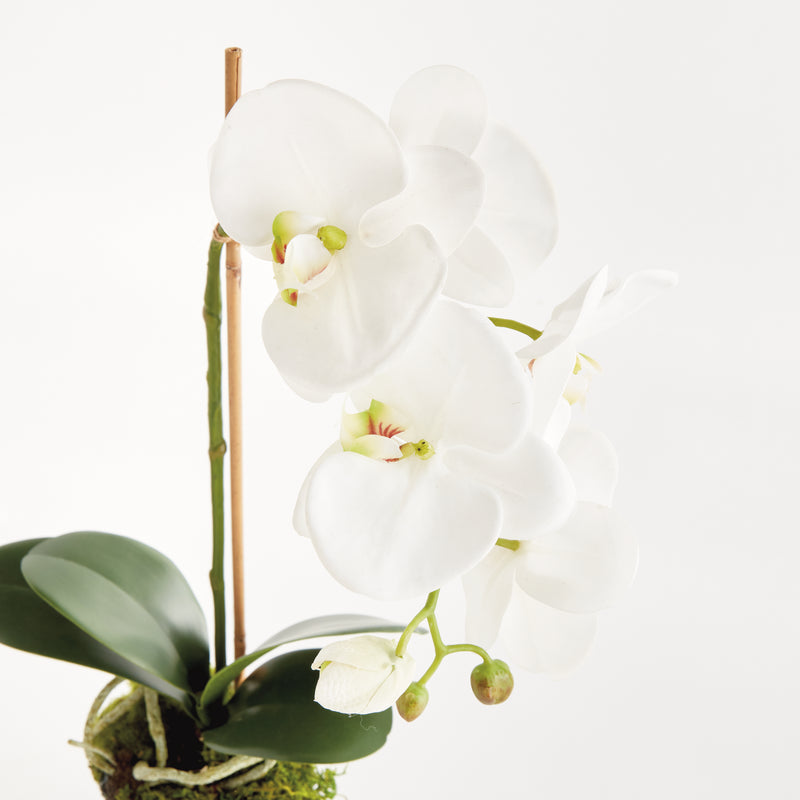 NAPA Home & Garden, PHALAENOPSIS DROP-IN 21",N5CC341WH