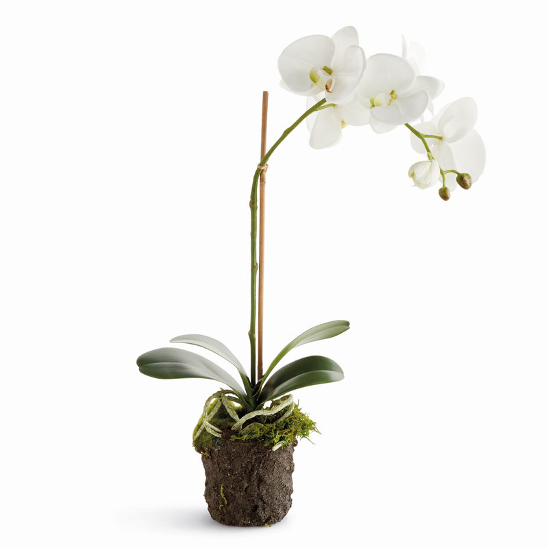 NAPA Home & Garden, PHALAENOPSIS DROP-IN 21",N5CC341WH