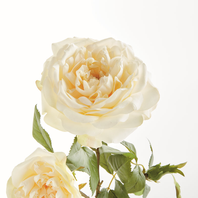 NAPA Home & Garden, ENGLISH ROSE, BUNDLE OF 2,N5CC34CR