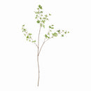 NAPA Home & Garden, JAPANESE DODAN BRANCH 50",N5CC35