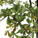 SHADY LADY OLIVE TREE DROP-IN 90"