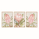 QUEEN PROTEA GICLEES, SET OF 3