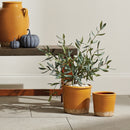 Olive Tree Drop-In 26"