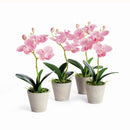 Mini Phalaenopsis Orchids Potted 9", Set Of 4