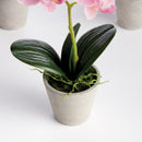 Mini Phalaenopsis Orchids Potted 9", Set Of 4