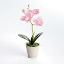 Mini Phalaenopsis Orchids Potted 9", Set Of 4