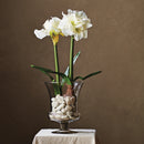 Amaryllis Bulb St/2