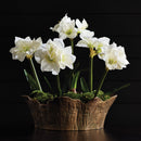 Amaryllis Bulb St/2