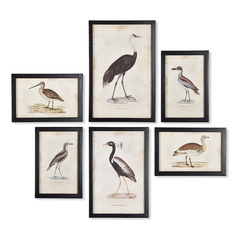 Napa Home Garden, WATERFOWL GALLERY ,SET OF 6,na211