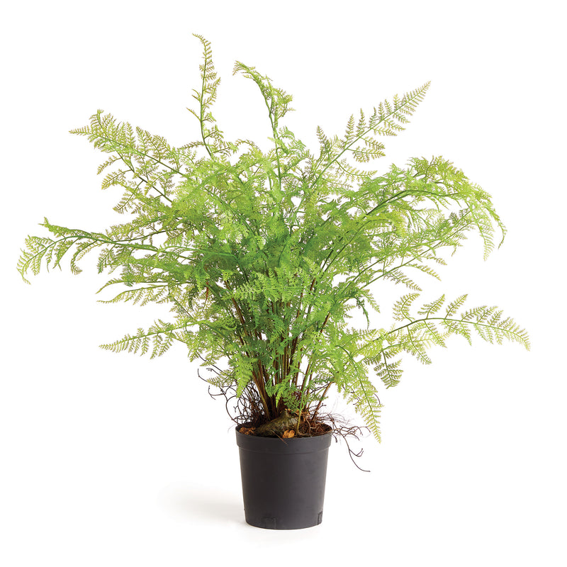 NAPA Home & Garden, SOFT FERN DROP-IN 36",NCC501