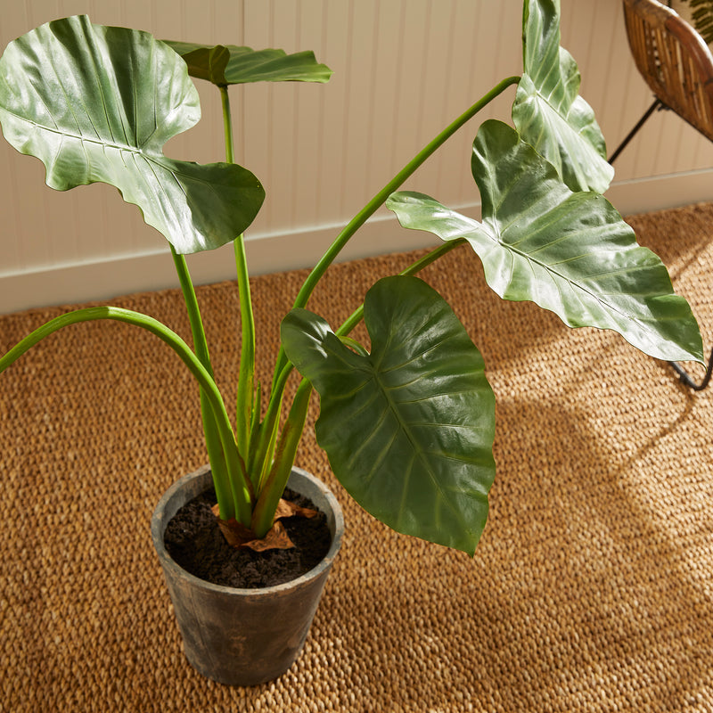 NAPA Home & Garden, ALOCASIA POTTED 42",NCC508