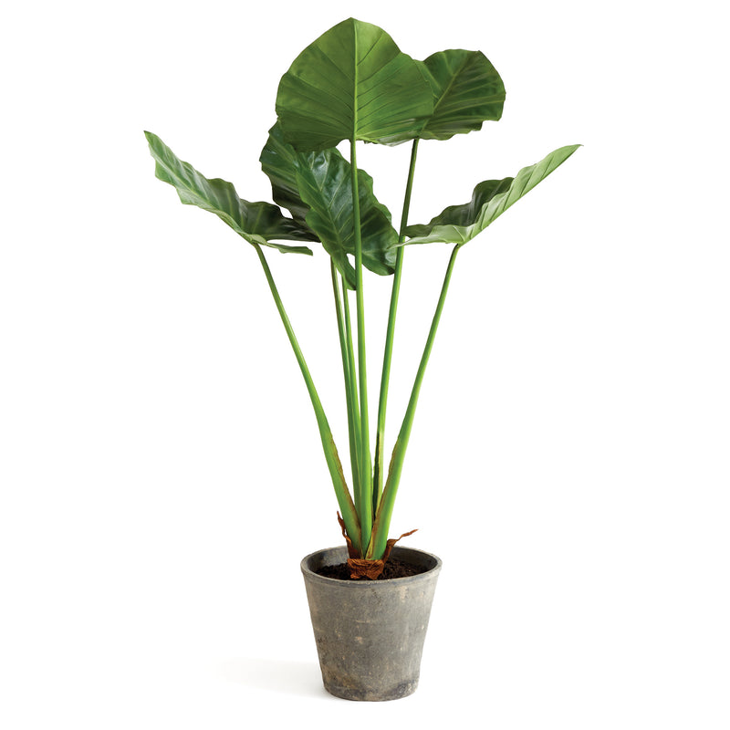 NAPA Home & Garden, ALOCASIA POTTED 42",NCC508