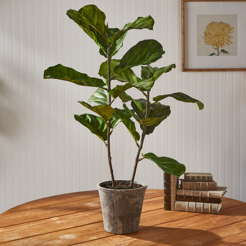 NAPA Home & Garden, FIDDLE LEAF FIG POTTED 43",NCC509