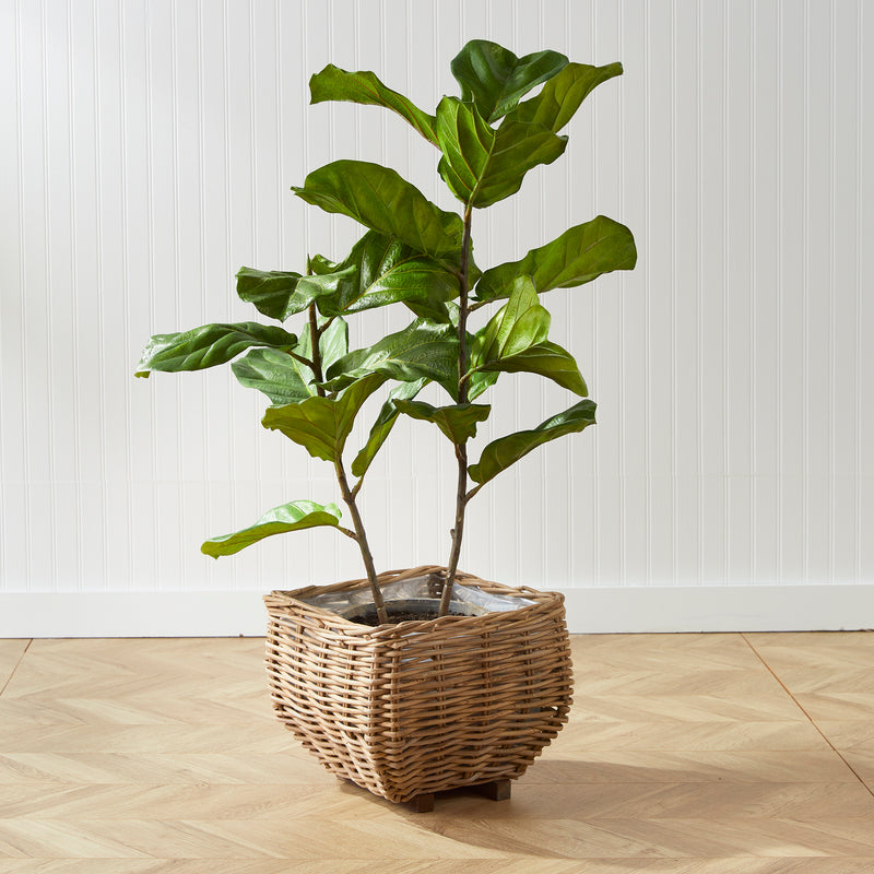 NAPA Home & Garden, FIDDLE LEAF FIG POTTED 43",NCC509