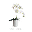 NAPA Home & Garden, MIRABELLE SCALLOPED EDGE CACHEPOT,NFD227