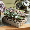 NAPA Home & Garden, MINI BEGONIAS 5.5" POTTED, Set of 12,NGP506