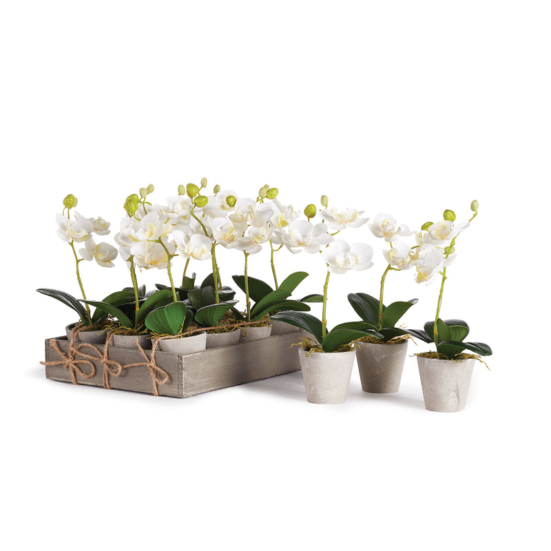 NAPA Home & Garden, MINI PHALAENOPSIS 9" POTTED, Set of 12,NGP508