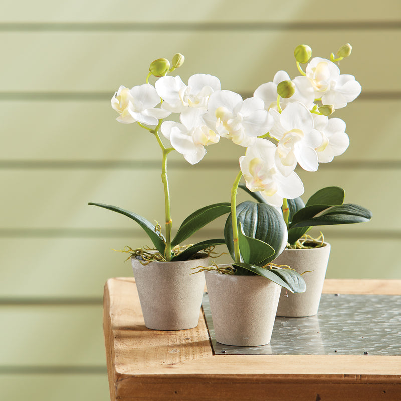 NAPA Home & Garden, MINI PHALAENOPSIS 9" POTTED, Set of 12,NGP508