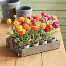 NAPA Home & Garden, MINI RANUNCULI 7" POTTED, Set of 12,NGP510