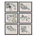 NAPA Home & Garden, BERRY BRANCH BOTANICAL STUDY, SET OF 6,NH200