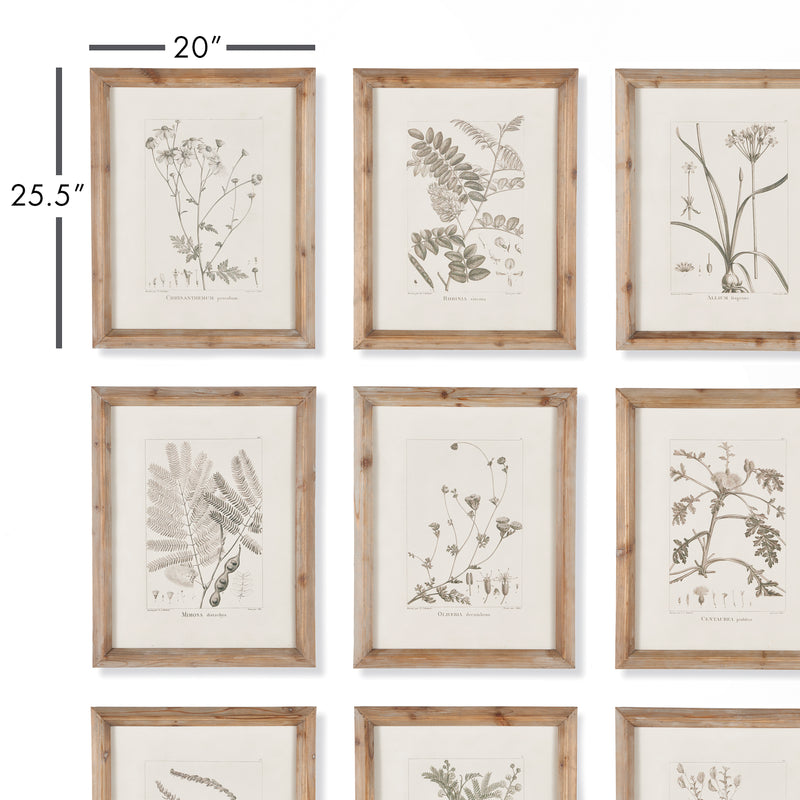 NAPA Home & Garden, BOTANICAL ILLUSTRATIONS, SET OF 9,NH207