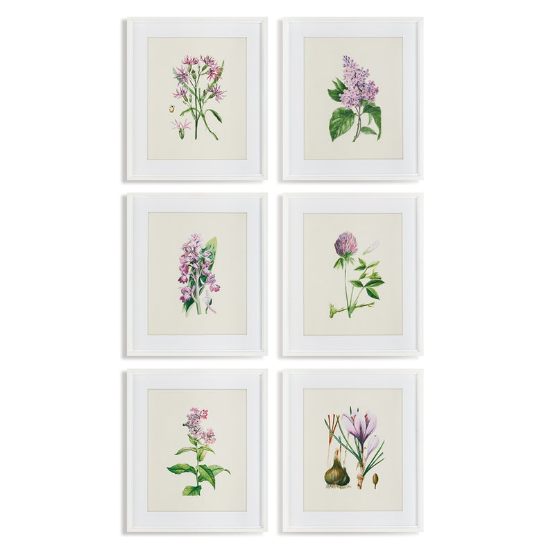 Napa Home Garden, FLOWER STUDY ,SET OF 6,nh225