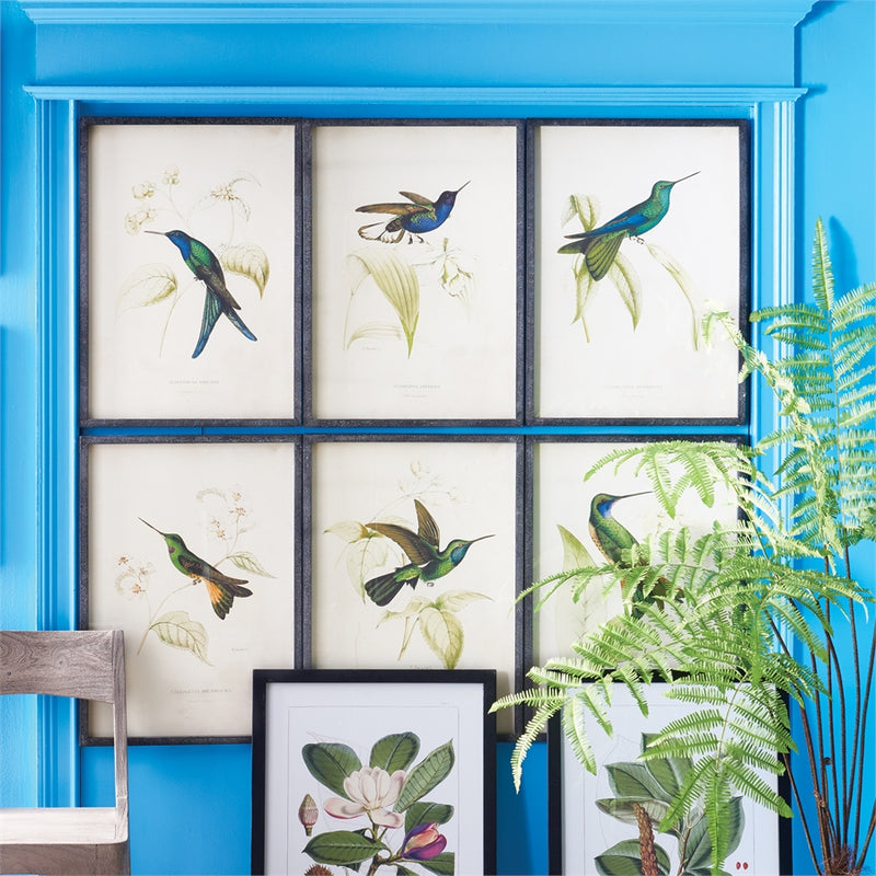 Napa Home Garden, HUMMINGBIRD PRINTS ,SET OF 6,nh229