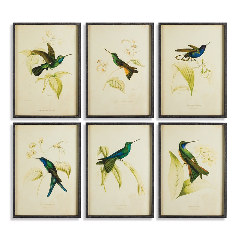 Napa Home Garden, HUMMINGBIRD PRINTS ,SET OF 6,nh229